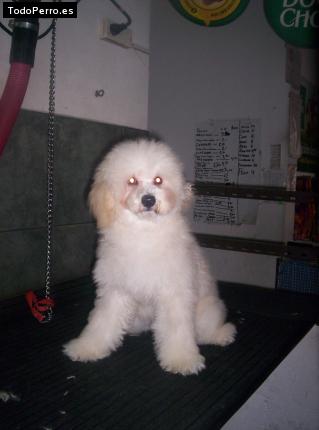 La foto del perro