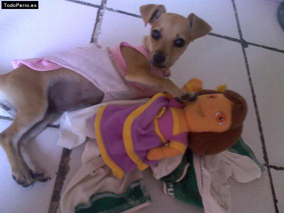 La foto del perro