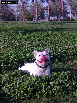La foto del perro