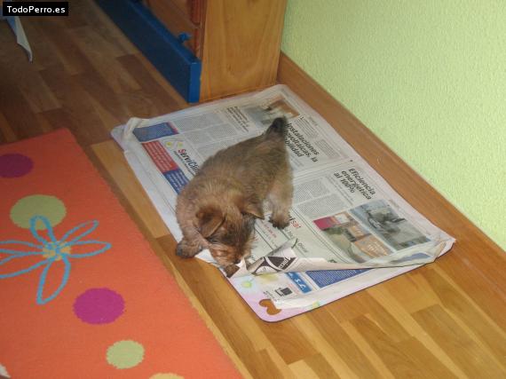 La foto del perro