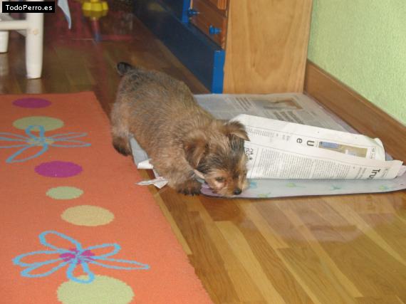 La foto del perro