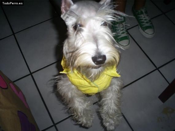 La foto del perro