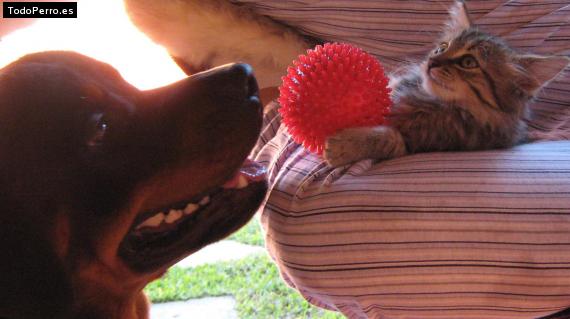 La foto del perro