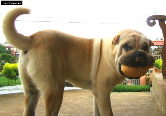 La foto del perro