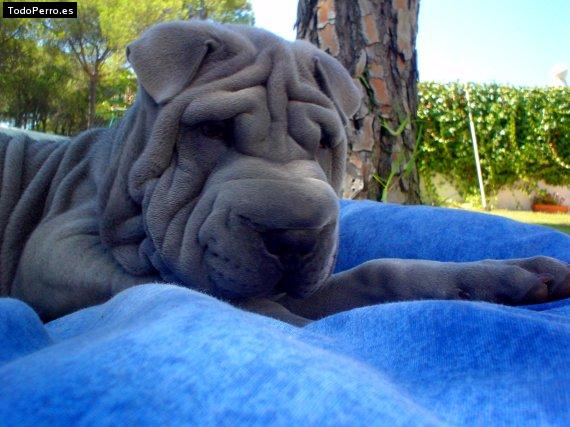 La foto del perro