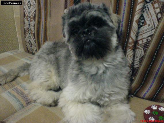 La foto del perro