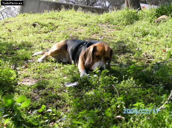 La foto del perro