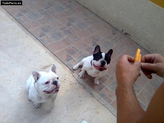 La foto del perro