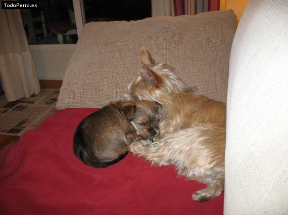 La foto del perro