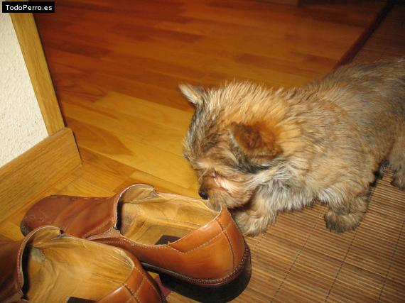 La foto del perro