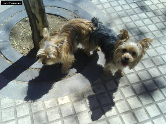 La foto del perro