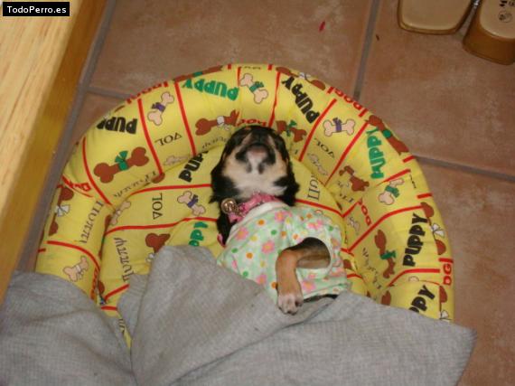 La foto del perro