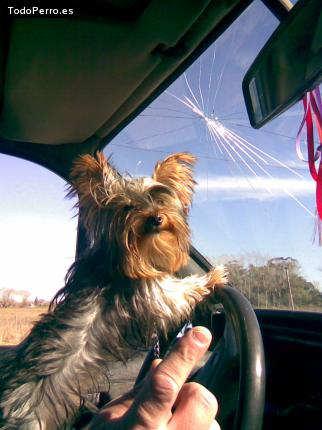 La foto del perro