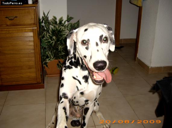 La foto del perro