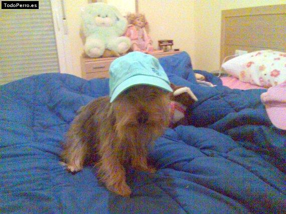 La foto del perro