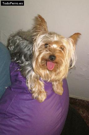 La foto del perro