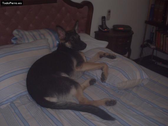 La foto del perro