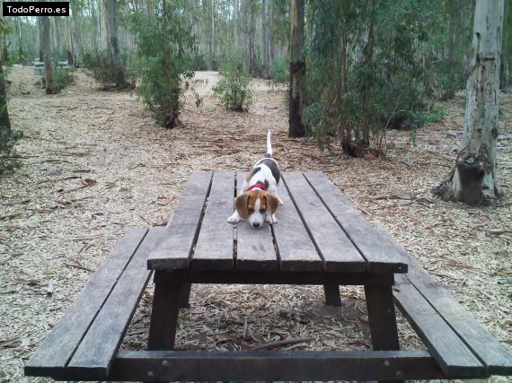 Foto del perro Bruno