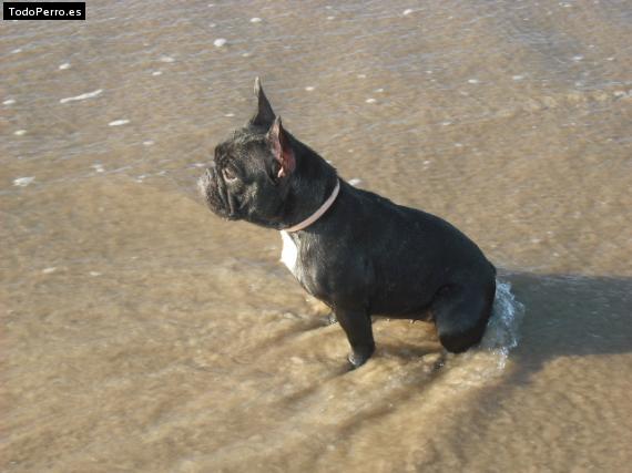 La foto del perro