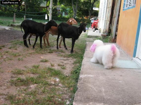 La foto del perro