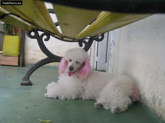 La foto del perro