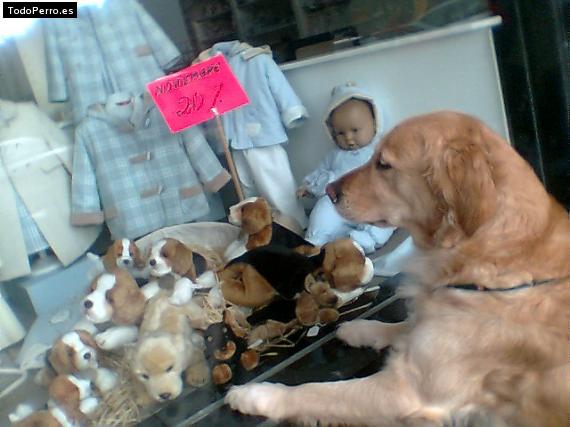 La foto del perro