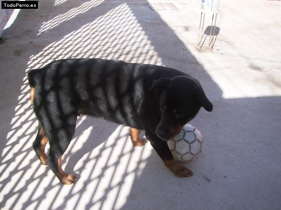 La foto del perro