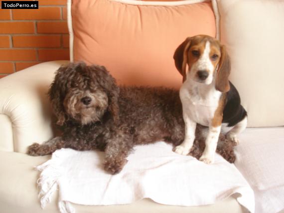 La foto del perro