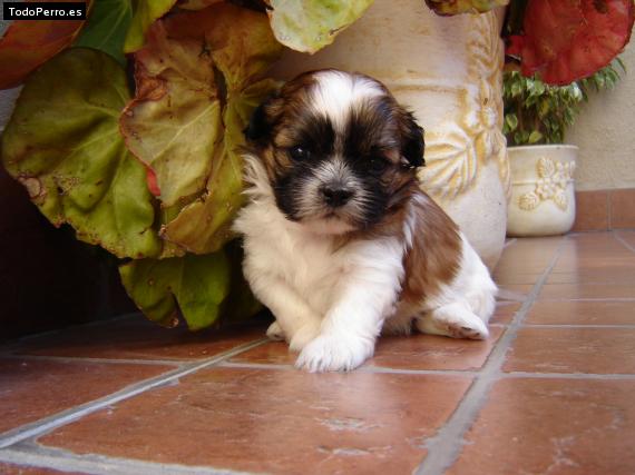 Foto del perro India