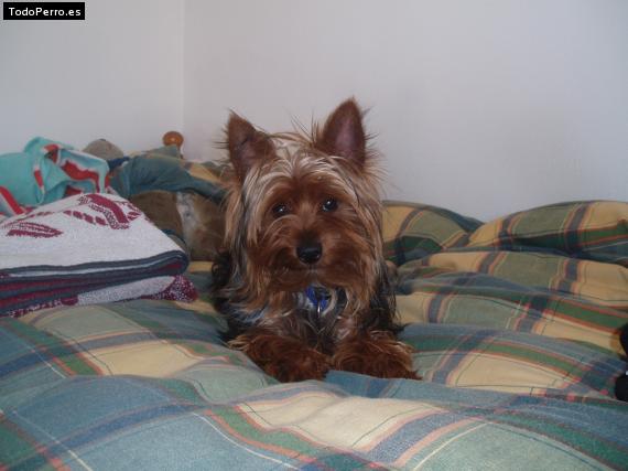 La foto del perro