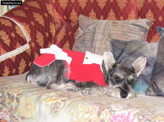 La foto del perro