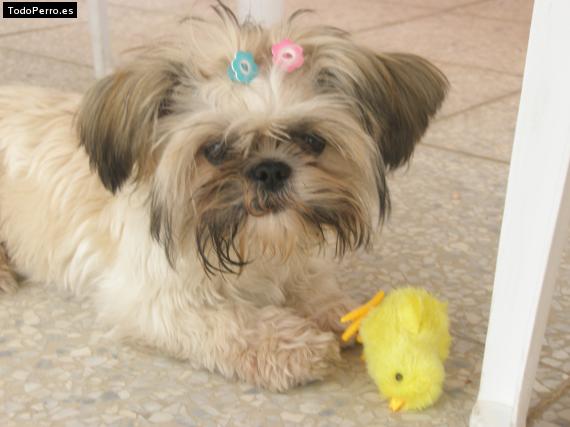 La foto del perro