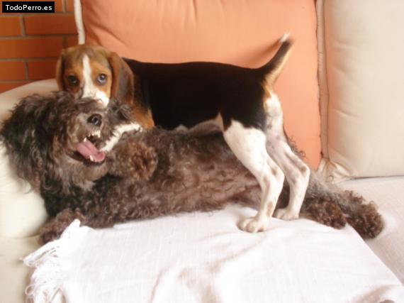 La foto del perro