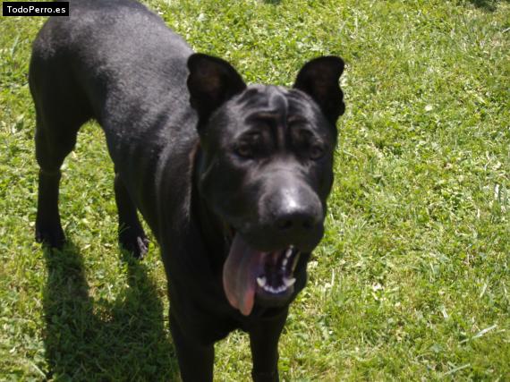 La foto del perro