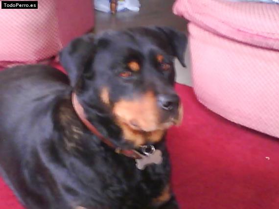 La foto del perro