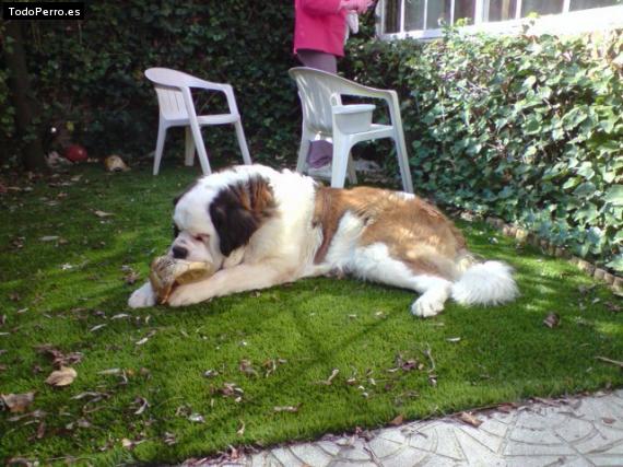 La foto del perro