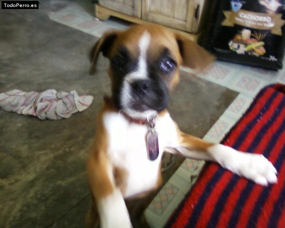 La foto del perro
