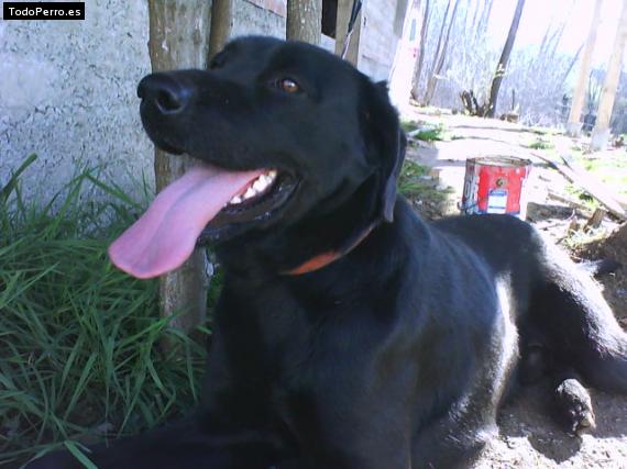 La foto del perro