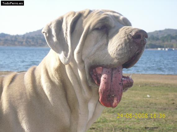 La foto del perro
