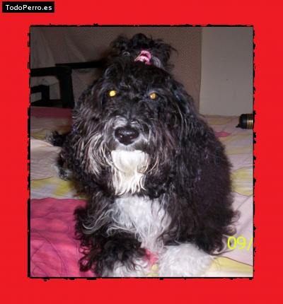 La foto del perro