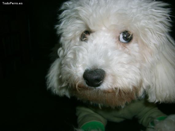 La foto del perro