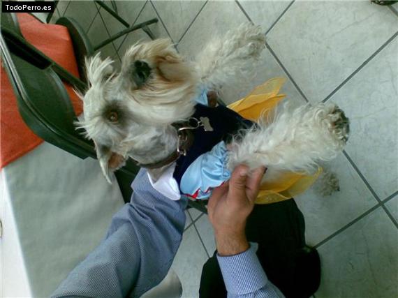 La foto del perro