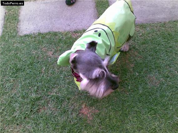 La foto del perro