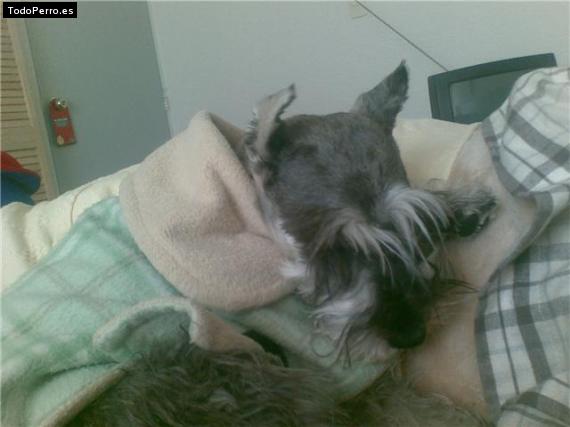 La foto del perro