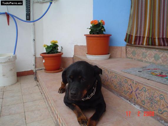 La foto del perro