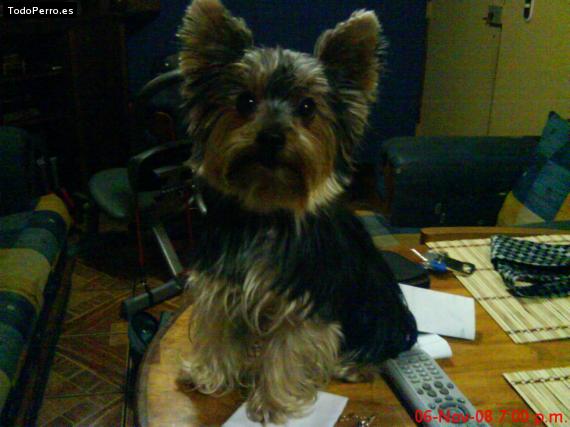 La foto del perro