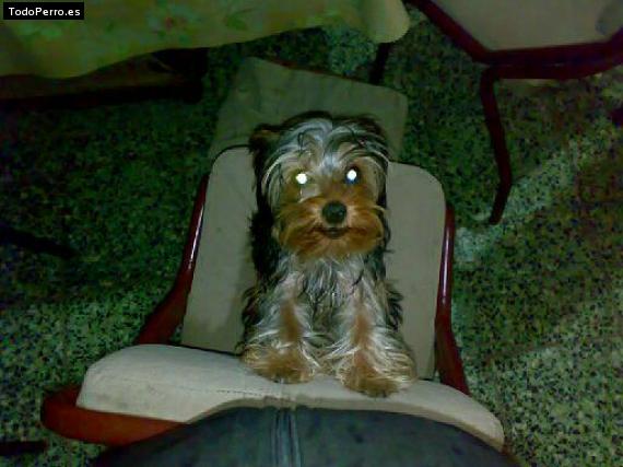 La foto del perro