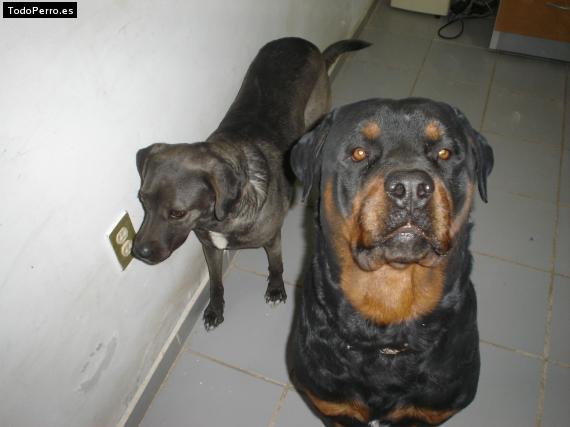 La foto del perro