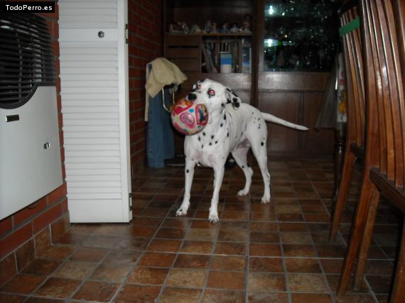 La foto del perro