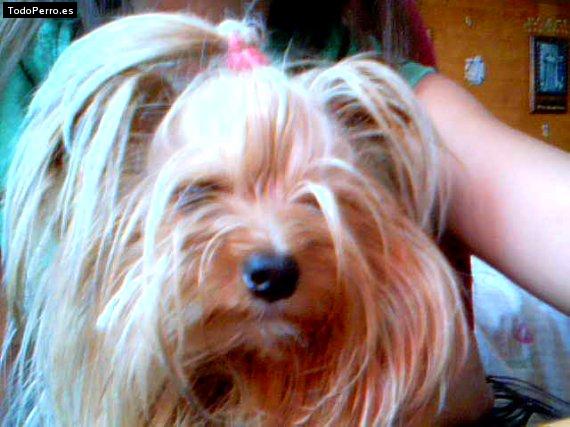 La foto del perro